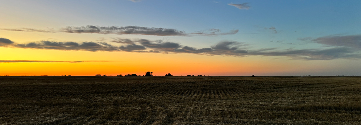 2025 Combine cutting Grain Sorghum
