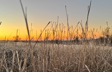Kansas Pasture December 2024