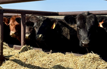 Lower Ag Sector Returns in 2025