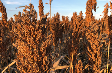 2024 Sorghum Crop
