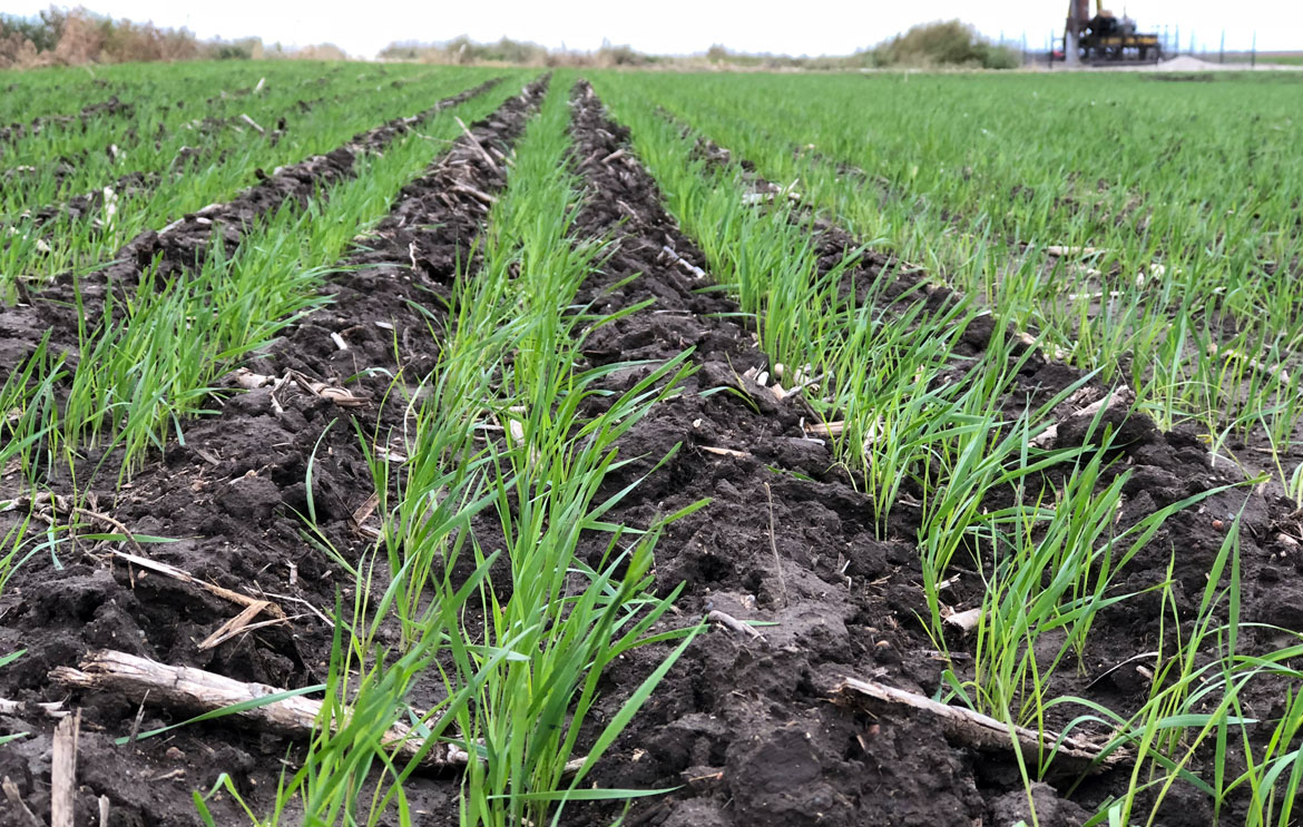 Winter Wheat