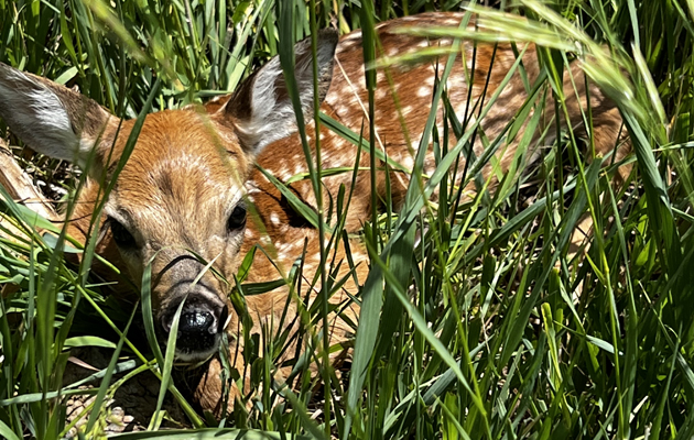 Whitetail Fawn
